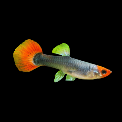25 x Tuxedo Velvet Female Guppy 3-4cm
