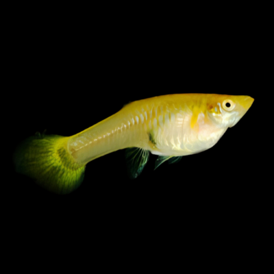 25 x Yellow Female Guppy 3-4cm