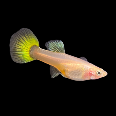 25 x Tuxedo Yellow Female Guppy 3-4cm