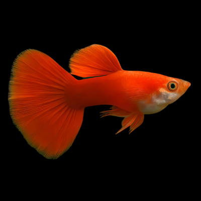 25 x Full Red Male Guppy 3-4cm