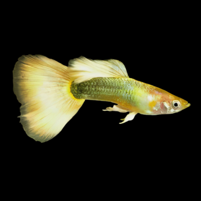 25 x German Yellow Male Guppy 3-4cm