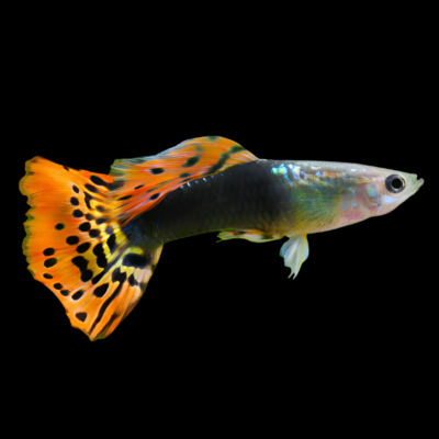 25 x Velvet Rose Male Guppy 3-4cm