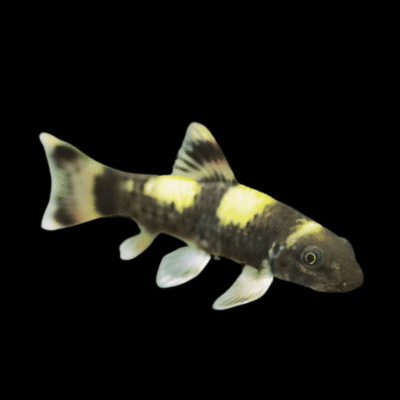 20 x Panda Garra Flavatra Loach 3-4cm
