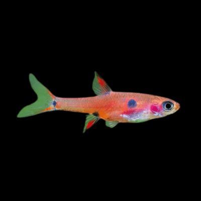 50 x Maculata Rasbora 1-2cm