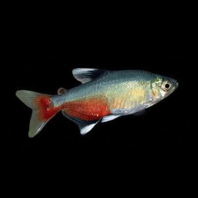 50 x Rathbuni Bloodfin Tetra