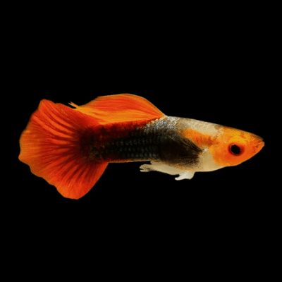 25 x Red Cap Male Guppy 3-4cm