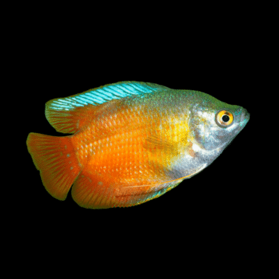 15 x Red Dwarf Gourami 4-5cm