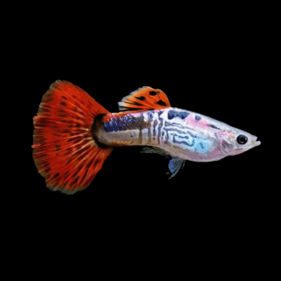 25 x Cobra Red Male Guppy 3-4cm