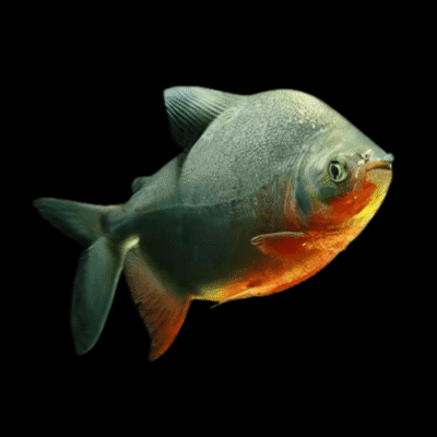 10 x Red Pacu 5cm