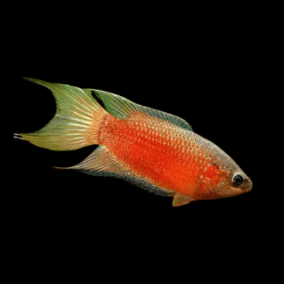 25 x Red Paradise 5cm