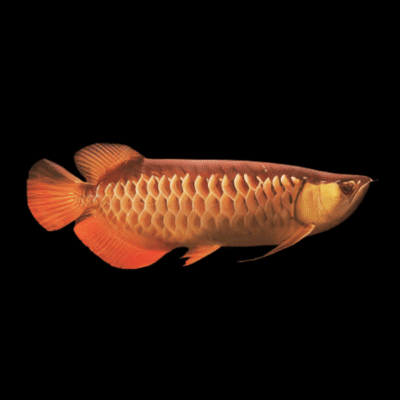 6 x Malaysian Red Tail Gold Arowana Scleropages Formosus 20cm
