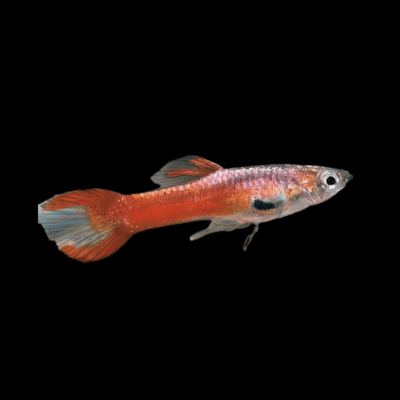 25 x Red Male Endler Guppy 1-2cm