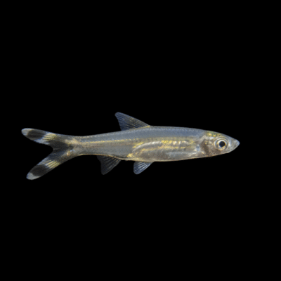 50 x Scissortail Rasbora 1-2cm