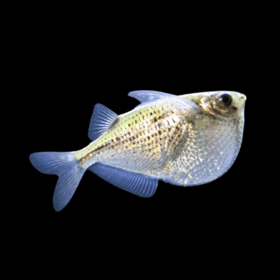 25 x Silver Hatchet Fish 3cm