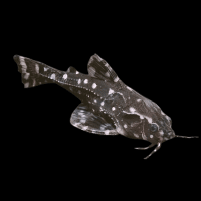 20 x Spotted Dora Raphael Catfish 3cm