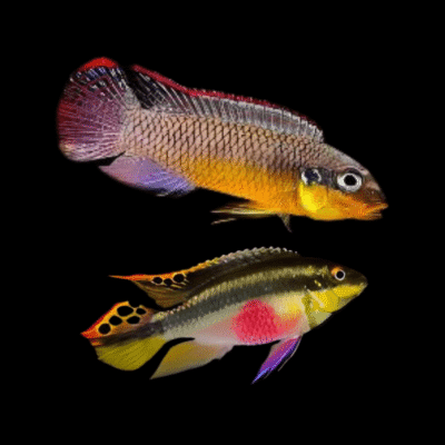 15 x Striped Kribensis Cichlid 4cm