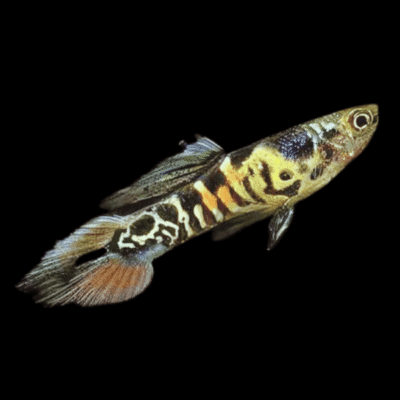 25 x Tiger Male Endler Guppy 1-2cm