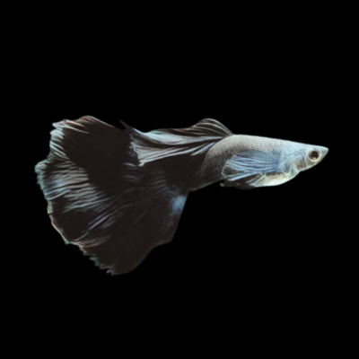 25 x Tuxedo Black Male Guppy 3-4cm