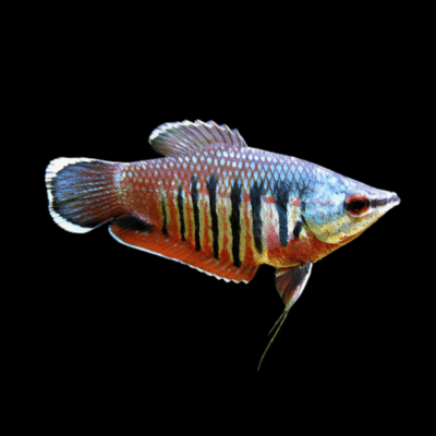 15 x Valliant Samurai Gourami 3cm
