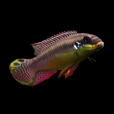 15 x Nigerian Kribensis Cichlid 4cm