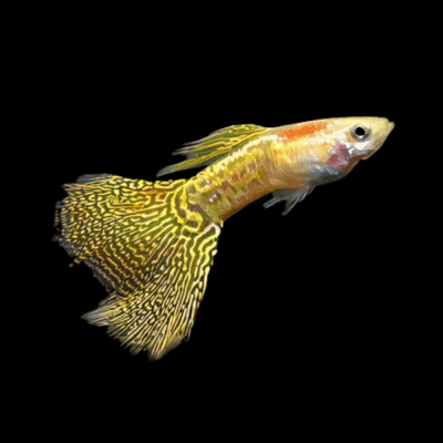 25 x Cobra Gold Male Guppy 3-4cm