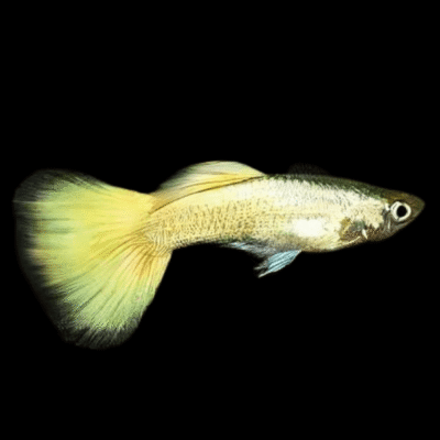 25 x Yellow Male Guppy 3-4cm