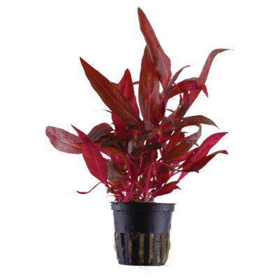 Five Potted Plants Mini Red Temple Plant Alternanthera Reinickii