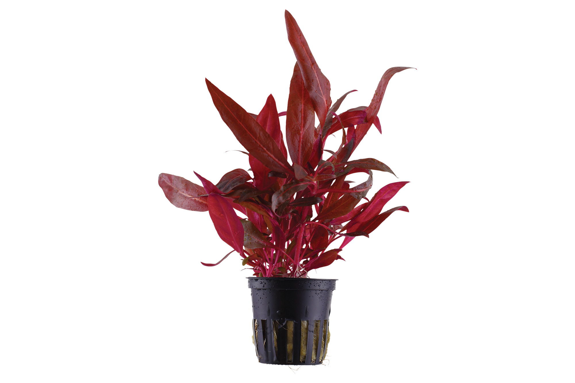 Five Potted Plants Mini Red Temple Plant Alternanthera Reinickii