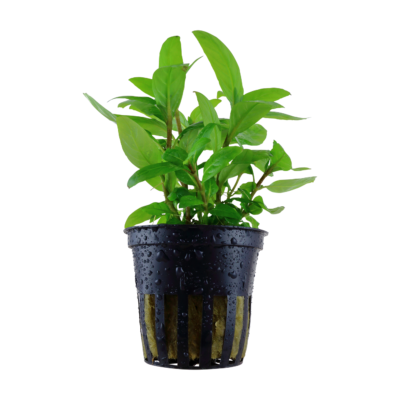 Five Potted Potted Bihar Staurogyne Plant Staurogyne Sp