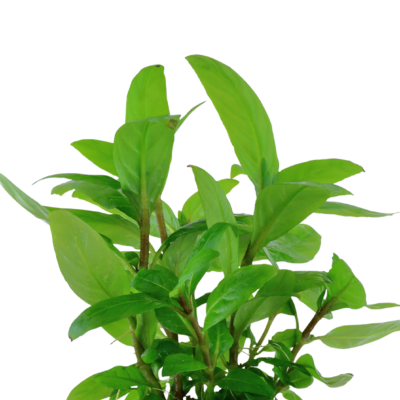 Five Potted Plants Porto Vehlo Staurogyne Plant Staurogyne Sp