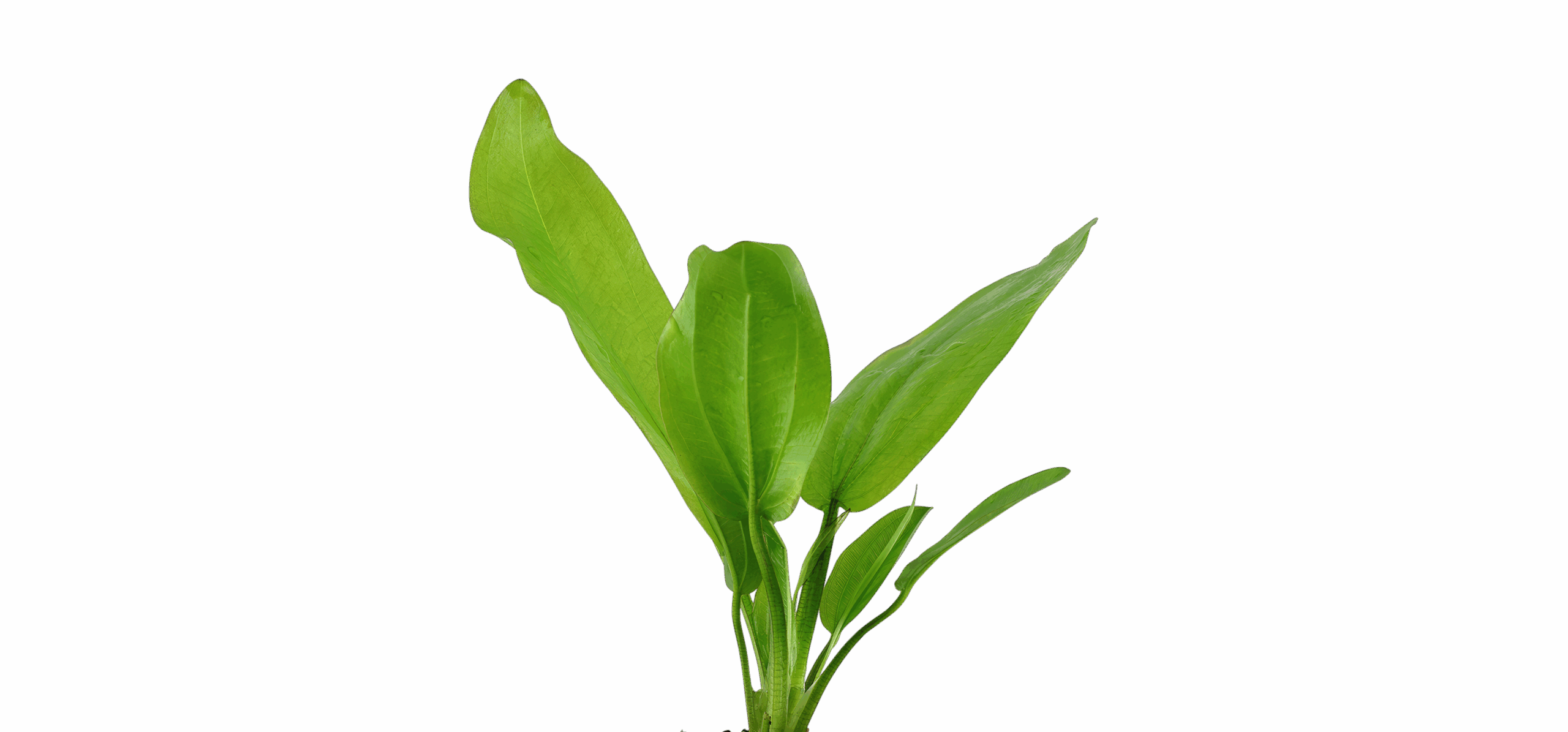 Five Potted Plants Fluitans Sword Plant Echinodorus Fluitans