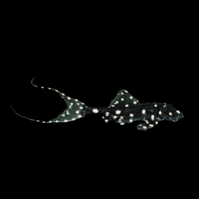 10 x Adonis Pleco 5cm