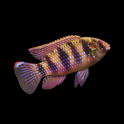 20 x African Butterfly Thomas’s Cichlid 5cm