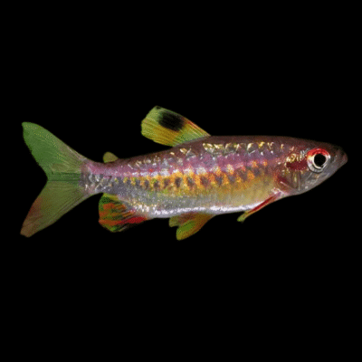 10 x African Red Eye Tetra 5cm