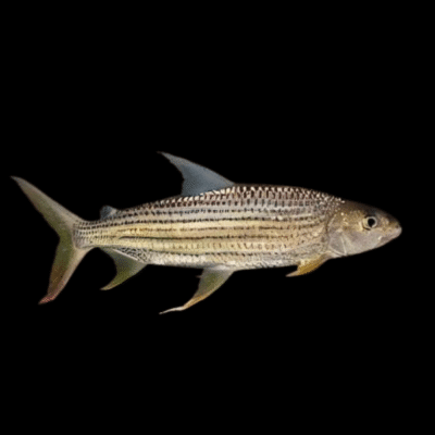 16 x African Vittatus Tiger Fish Hydrocynus Vittatus 20cm