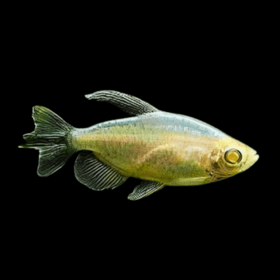 10 x Albino Congo Tetra 4cm