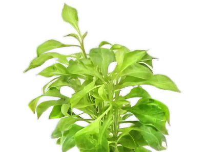 Five Bunched Plants Water Rose Yellow Plant Altermanthera Bettzickiana 'Aurea'