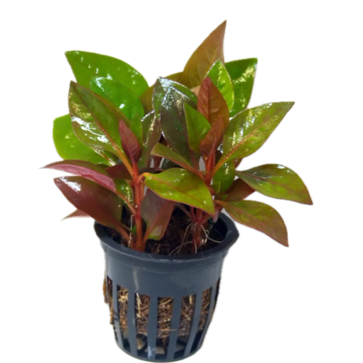 Five Potted Plants Water Rose Red Plant Altermanthera Bettzickiana 'Red'