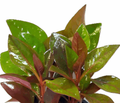Five Bunched Plants Water Rose Red Plant Altermanthera Bettzickiana 'Red'