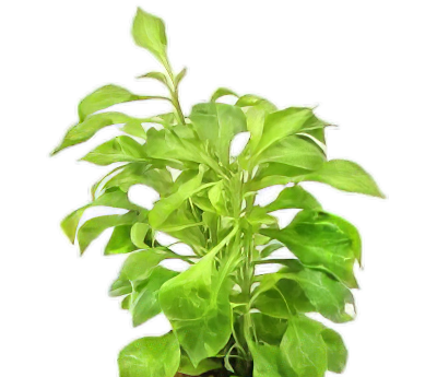 Five Bunched Plants Water Rose Green Plant Altermanthera Bettzickiana 'Green'