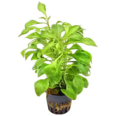 Five Potted Plants Water Rose Green Plant Altermanthera Bettzickiana 'Green'