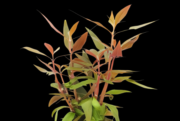 Five Potted Plants Purple Temple Plant Alternanthera Lilacina
