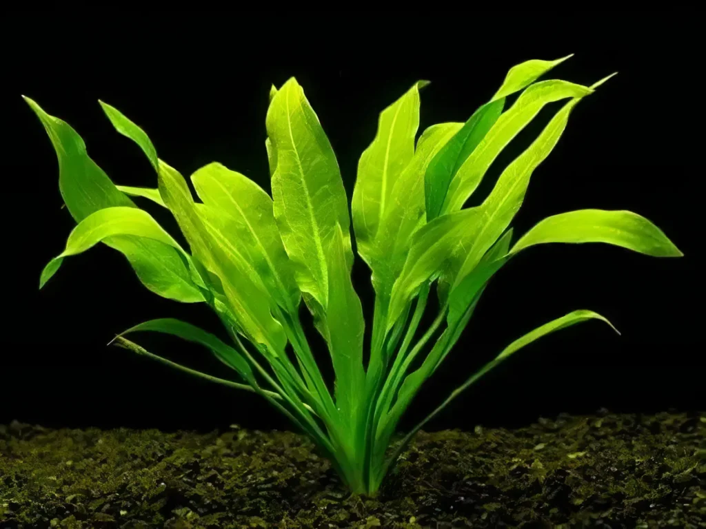 Five Bunched Plants Amazon Sword Echinodorus Species
