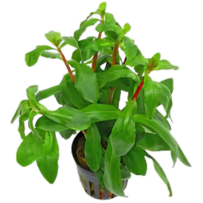 Five Potted Plants Big Ammania Plant Ammania Senegalensis