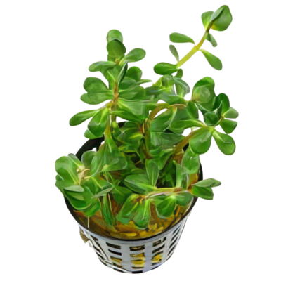 Five Potted Plants Ammania Bonsai Plant Ammania sp. Bonsai
