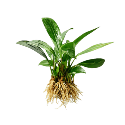 Five Bunched Plants Congensis Anubias Plant Anubias Afzelii