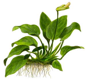 Five Bunched Plants Broad Leaf Anubias Plant Anubias Barteri