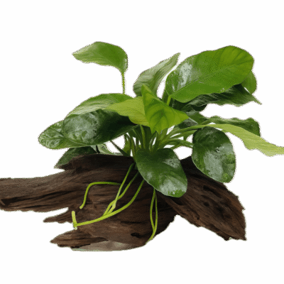 Anubias Barteri Plant on Driftwood 5cm