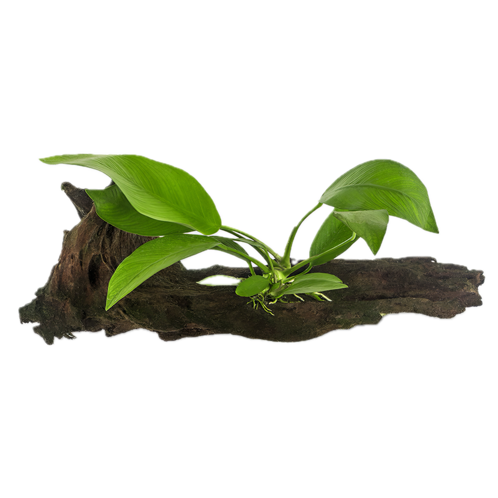 Anubias Congensis Plant on Driftwood 10cm