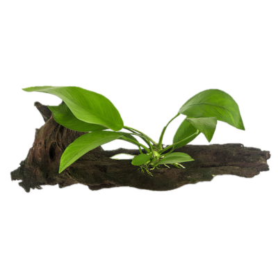 Anubias Congensis Plant on Driftwood 5cm